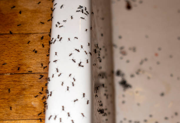 Trusted Cairo, NE Pest Control Experts